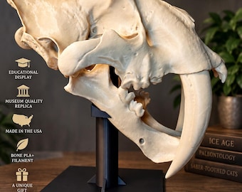 Smilodon Fatalis Skull Replica | Saber-Toothed Cat Skull | Life-Size Ice Age Fossil Replica | Paleontology Museum Display