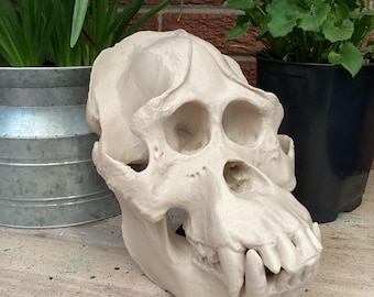 Orangutan Skull Replica: Museum-Quality Primate Model with Display Stand, 3d printed Educational Model