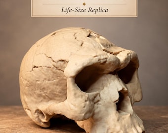 May include: A beige, life-size replica of a Herto Man BOU-VP-16/1 cranium. The skull model features prominent brow ridges, a textured bone-like surface, and visible suture lines. Text above reads: Herto Man, BOU-VP-16/1 Cranium, Life-Size Replica.