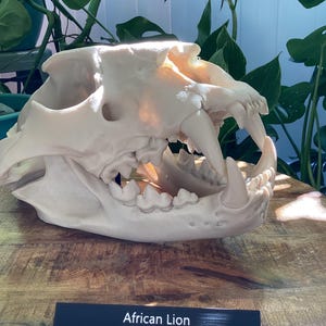 May include: An off-white African lion skull, Panthera leo, featuring prominent canine teeth and a detailed jaw structure. A black rectangular display plaque is positioned in front of the skull with the white text African Lion Panthera Leo.