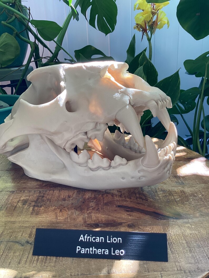 May include: An off-white African lion skull, Panthera leo, featuring prominent canine teeth and a detailed jaw structure. A black rectangular display plaque is positioned in front of the skull with the white text African Lion Panthera Leo.