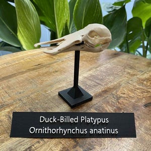 Duck-billed platypus skull Replica – Life-Size, Quality Model, Unique Evolutionary Wonder, Perfect for Collector Ornithorhynchus anatinus