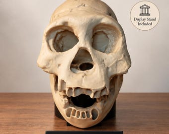 Dmanisi Skull 3 Replica D2700 + D2735 | Homo erectus georgicus Skull | Life-Size Early Hominin Fossil Model