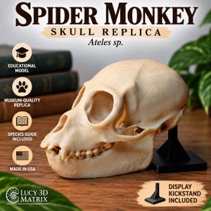 Könnte beinhalten: Eine beige Totenkopfreplik eines Klammeraffen, Ateles sp., montiert auf einem schwarzen Ständer. Der Text lautet SPIDER MONKEY SKULL REPLICA, Ateles sp., EDUCATIONAL MODEL, MUSEUM-QUALITY REPLICA, SPECIES GUIDE INCLUDED, MADE IN USA und LUCY 3D MATRIX.