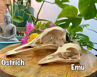 Ostrich Skull Replica: 13.5" Bone PLA+ Avian Anatomy Display, 3d printed Educational Model