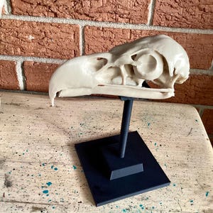May include: A cream-colored bird skull replica mounted on a black metal stand with a square base. The skull features a curved beak, large eye sockets, and intricate bone structures, displayed in a side profile view against a brick wall.