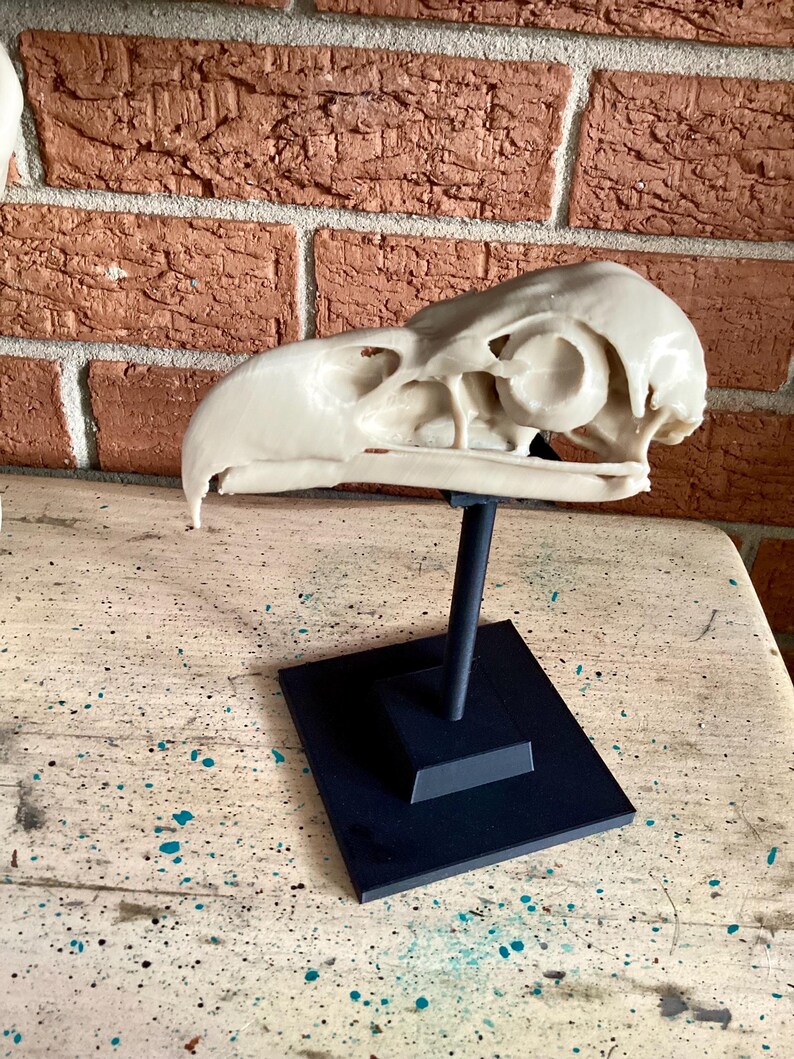May include: A cream-colored bird skull replica mounted on a black metal stand with a square base. The skull features a curved beak, large eye sockets, and intricate bone structures, displayed in a side profile view against a brick wall.