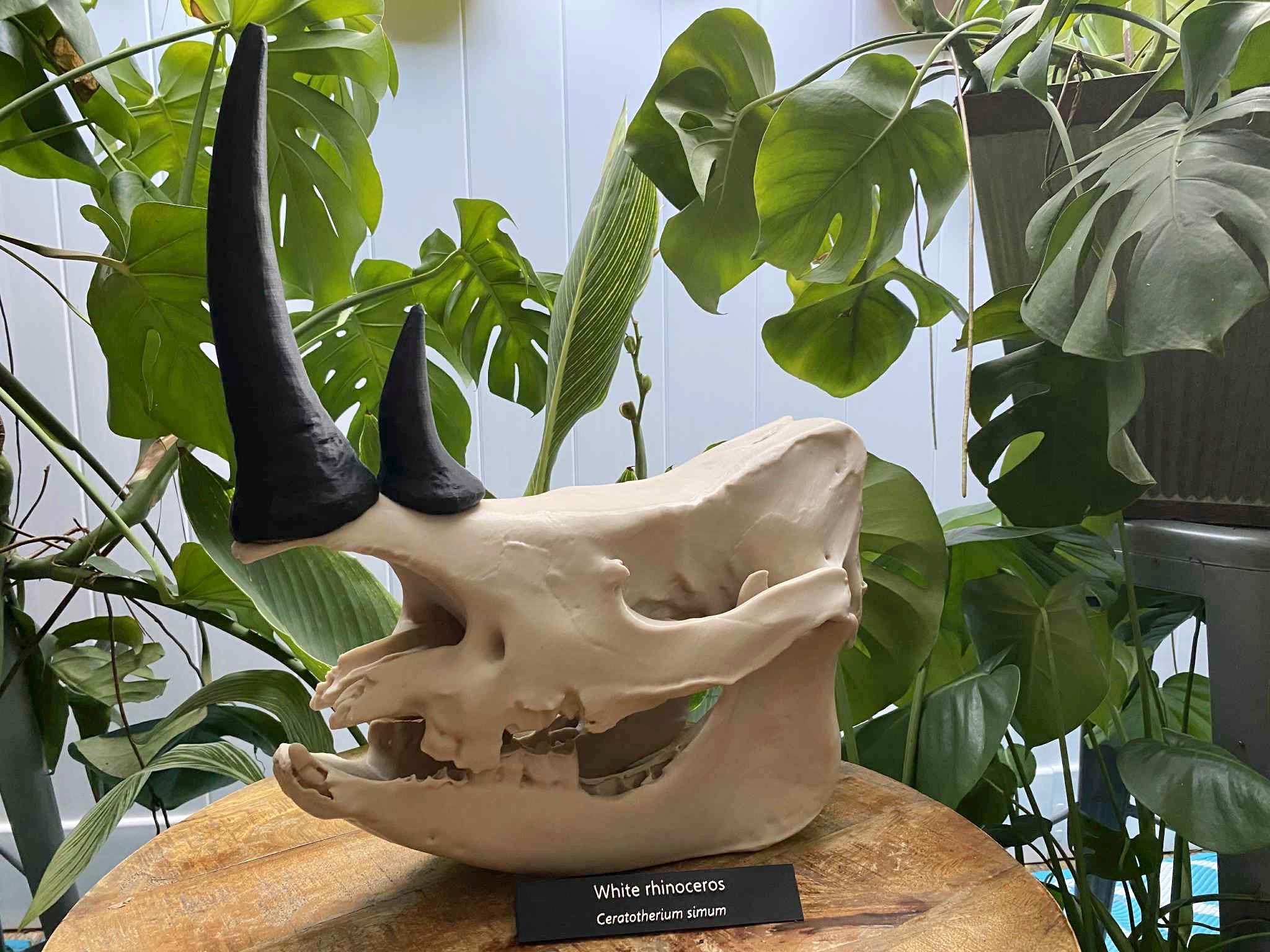 White Rhinoceros Skull Replica: 16