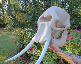 May include: A cream-colored walrus skull replica featuring two long, smooth, white tusks extending downward. The skull displays detailed bone structure, including the eye sockets, nasal cavity, and jawbone with visible teeth, presented in a realistic finish.
