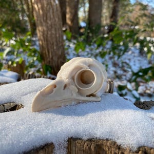Barred Owl Skull Replica: 3D Printed Museum-Quality Model with Stand