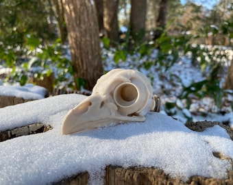 Barred Owl Skull Replica: 3D Printed Museum-Quality Model with Stand