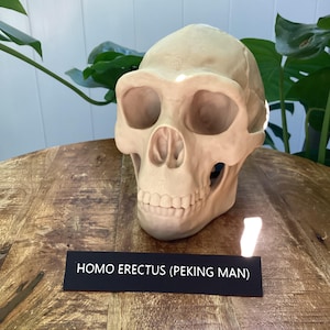 Homo Erectus Skull Replica: Life Size Peking Man Fossil with Stand