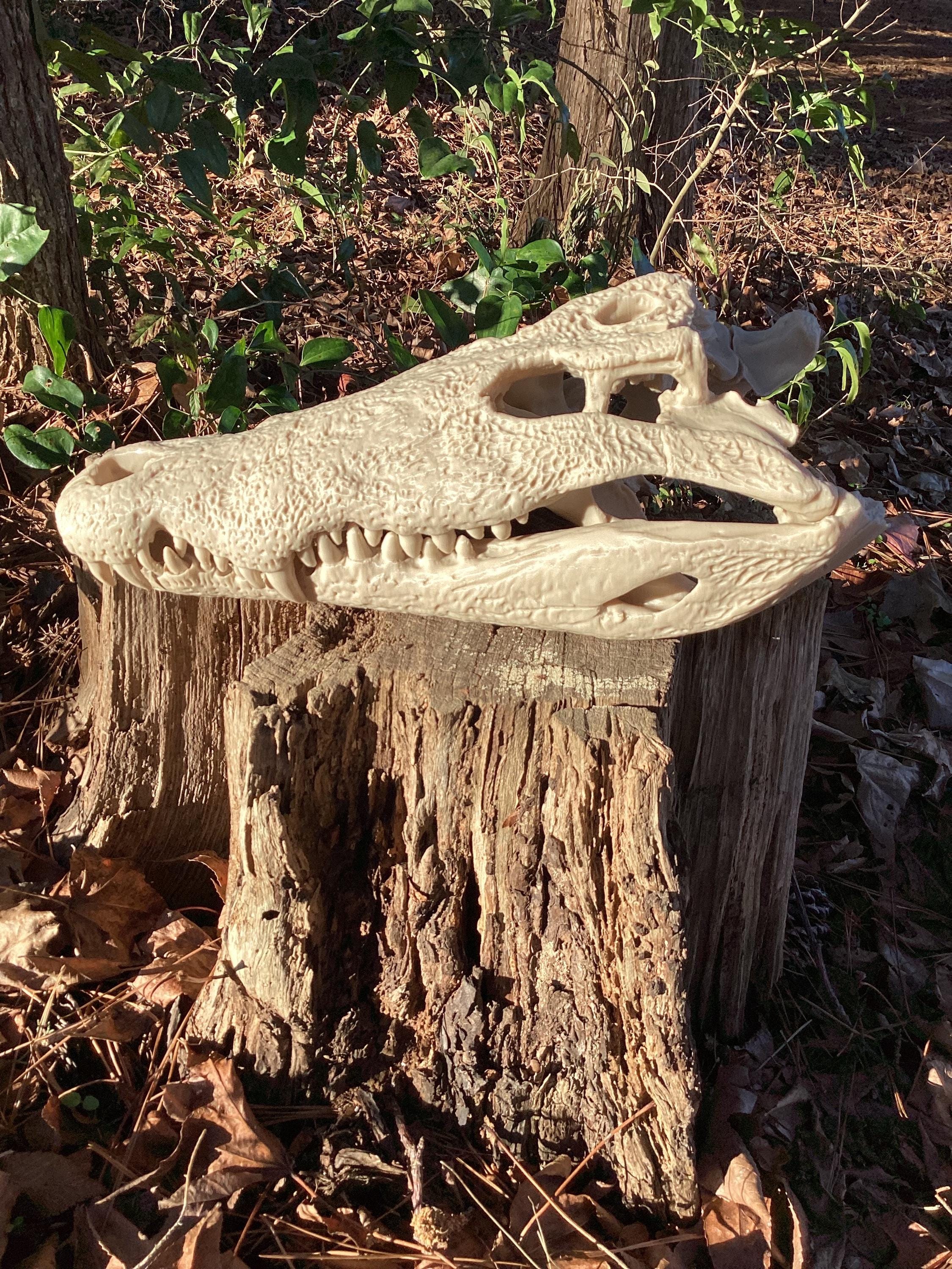Nile Crocodile Skull Replica: Museum-quality Bone Decor, 3d