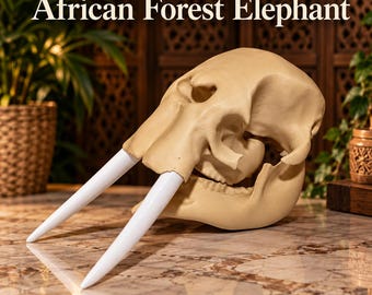 May include: A beige African Forest Elephant skull replica featuring two smooth white tusks extending forward. The skull is positioned in profile, displaying the cranial structure and jawbone. The text African Forest Elephant is visible.