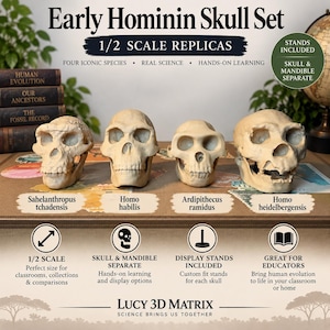Puede incluir: Un conjunto de cuatro réplicas de cráneos a escala 1/2 en color blanco roto, etiquetados como Sahelanthropus tchadensis, Homo habilis, Ardipithecus ramidus y Homo heidelbergensis. El set incluye mandíbulas separadas y soportes de exhibición para cada cráneo, presentados con texto educativo e iconos sobre una superficie marrón.