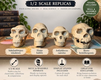 Half Scale Hominin 4 Skull Set | Human Evolution Skull Replicas | Anthropology Teaching Models | Homo Habilis, Sahelanthropus, Ardipithecus