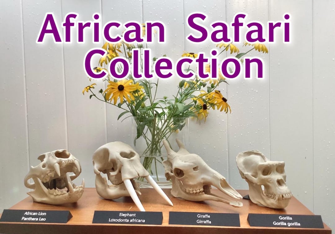 African Mammal Skull Replica Collection: Lion, Elephant, Giraffe