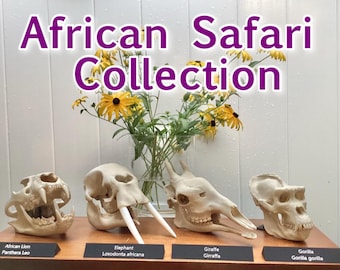 African Mammal Skull Replica Collection: Lion, Elephant, Giraffe, Gorilla 3d printed Educational Model