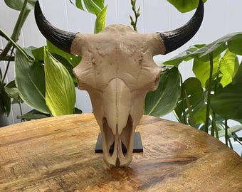 アメリカバイソンの頭蓋骨のレプリカ - 1:6 スケールサイズ。ご家庭の