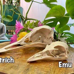 Emu Skull Replica - High-Detail Bird Anatomy Display, 7” Long, Dromaius novaehollandiae – Museum-Quality 3D-Printed