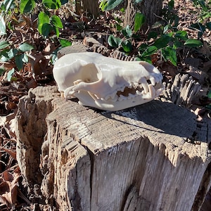 Coyote Skull Replica: 6.5&quot; 3D Printed Canine Model