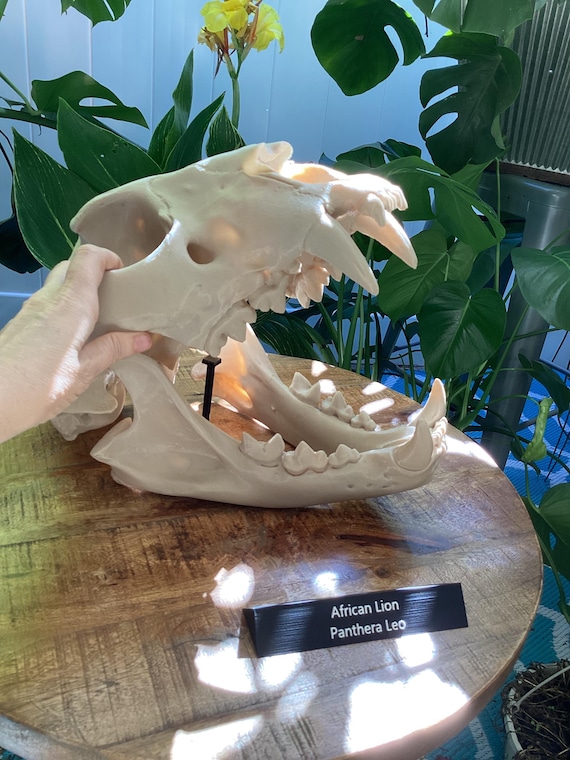 Lion Skull Replica: Museum Quality African Predator Display (8" or 14")