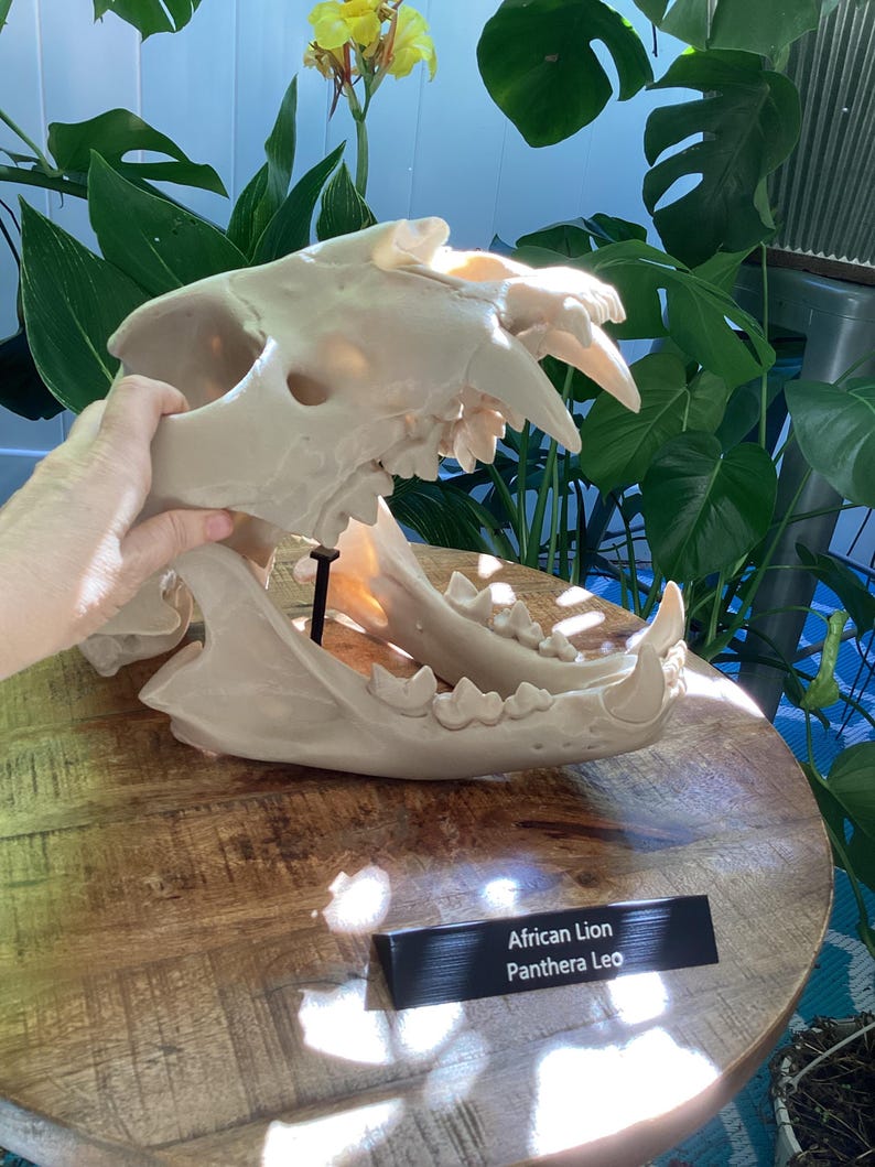May include: A beige African lion skull replica, Panthera leo, featuring sharp teeth and a detailed jaw structure. The skull is displayed with a black rectangular plaque that reads African Lion Panthera Leo in white text, showcasing anatomical features.