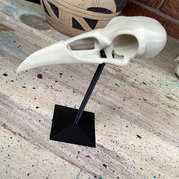 Raven Skull - Etsy