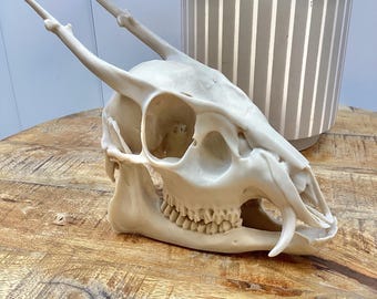 Muntjac Skull Replica with Antlers: Bone or Color-Shift Finish, 3d printed Educational Model
