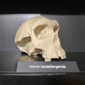 May include: A cream-coloured replica of a Homo heidelbergensis skull. The skull is displayed on a black shelf with a black nameplate that reads "Homo heidelbergensis". The skull has a prominent brow ridge and a large cranial capacity.