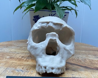 ホモ・ハイデルベルゲンシスの頭蓋骨レプリカ - Etsy 日本