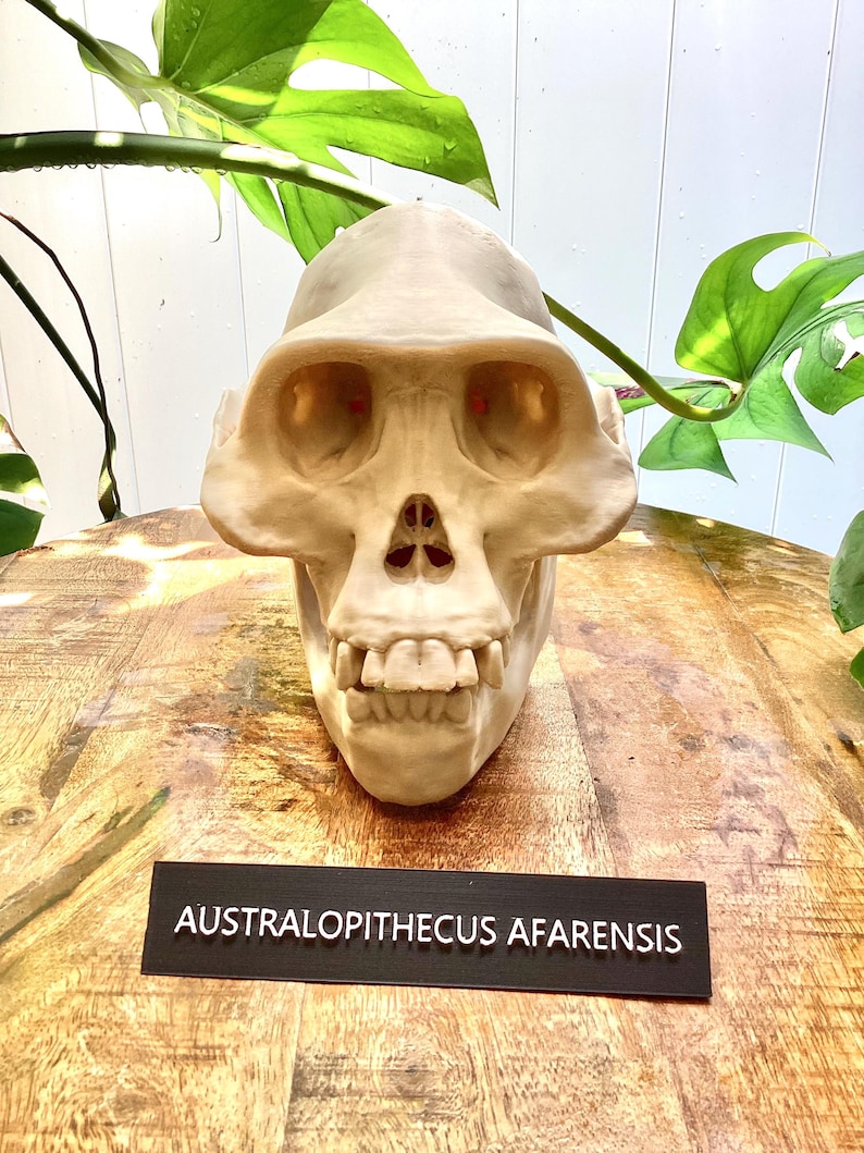 Lucy Skull Replica (australopithecus Afarensis) – Life-size 3D Printed ...