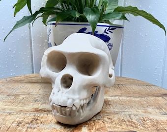 Ardipithecus Ramidus Skull Replica: 4.4 MYA Hominin Fossil 3d printed Educational Model
