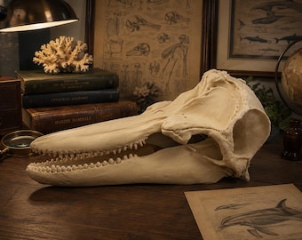 May include: A cream-colored dolphin skull featuring a long, narrow rostrum and a prominent cranium with visible teeth along the upper and lower jaws, displayed in a profile view on a dark wooden surface.
