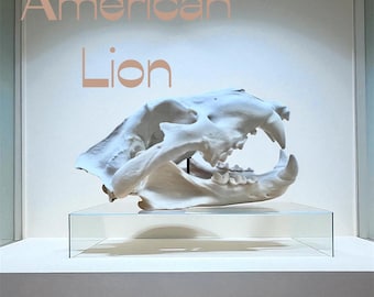 Amerikaanse leeuwenschedelreplica 3D-geprinte Panthera Atrox Fossil met standaard en aangepast naamplaatje