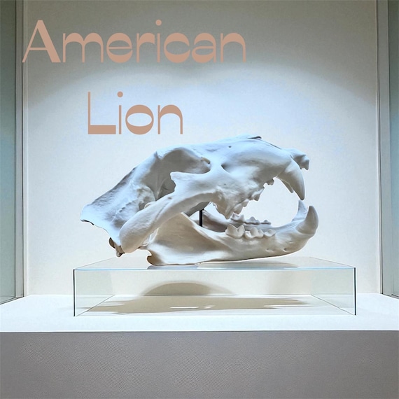 American Lion Skull Replica 3d Printed Panthera Atrox Fossil With
