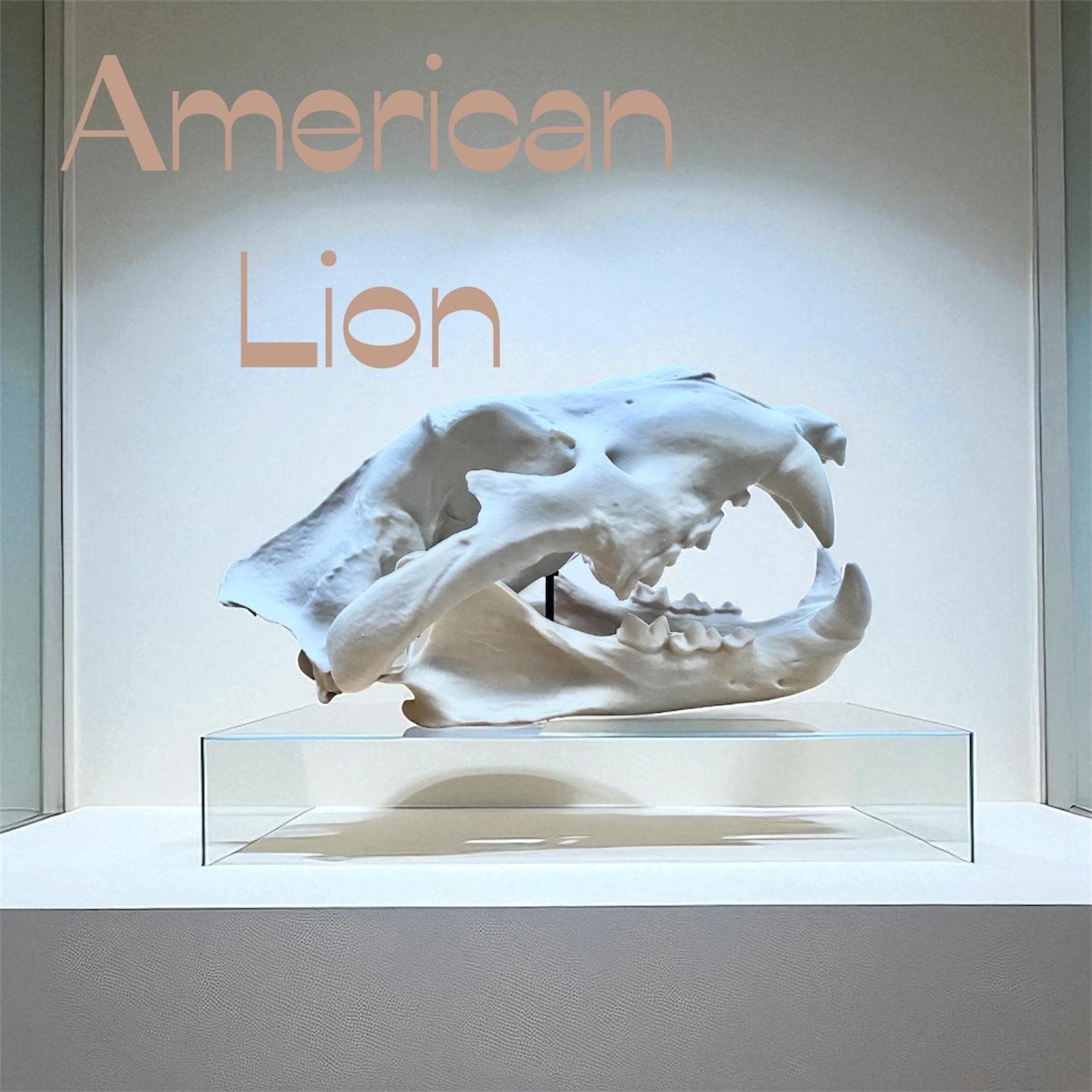 アメリカライオンの頭蓋骨レプリカ（3Dプリント製、パンテラ