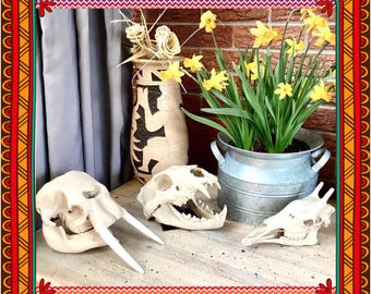 African Savanna Skull Replicas: Lion Elephant Giraffe 3d printed Educational Model