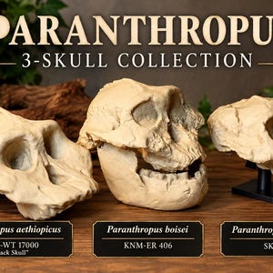 Paranthropus boisei KNM-ER 406 Skull Replica | Life Size Hominin Reconstruction | Human Evolution Anthropology Fossil Model