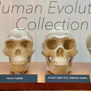 Pode incluir: Quatro réplicas de crânios representando a evolução humana são exibidas em uma superfície de madeira. Os crânios são rotulados: Australopithecus Afarensis, Homo habilis, Homo Erectus (Homem de Pequim) e Neandertal. O texto "Human Evolution Collection" está acima dos crânios.