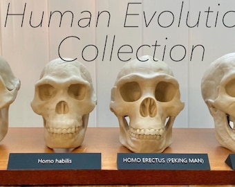 Human Evolution Skull Set: Life-Size Hominin Replicas - Paleoanthropology Classroom Display3d printed Educational Model