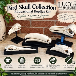 Puede incluir: Un conjunto de réplicas educativas Bird Skull Collection con cuatro cráneos de aves de color blanco hueso montados sobre soportes negros. La imagen incluye texto como Bird Skull Collection, Lucy 3D Matrix e iconos educativos variados.