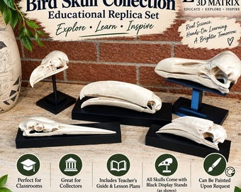 Bird Skull Replica Set: Avian Evolution Collection with Stands, 3d printed Educational Model