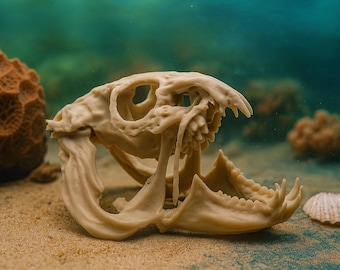 Atlantic Wolf Fish Skull Replica: 3D Printed Marine Predator, 6" Life-Size
