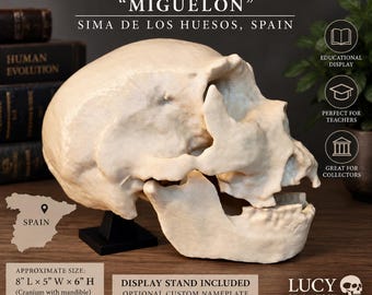 Homo heidelbergensis Atapuerca 5 Skull Replica | Miguelón Hominin Fossil Model | Display Stand Included | Anthropology Teaching Model