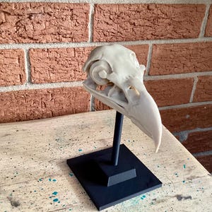 May include: A cream-colored bird skull replica mounted on a black vertical rod and a square black base. The skull features a prominent curved beak, hollow eye sockets, and intricate bone structures, displayed as a static anatomical model.