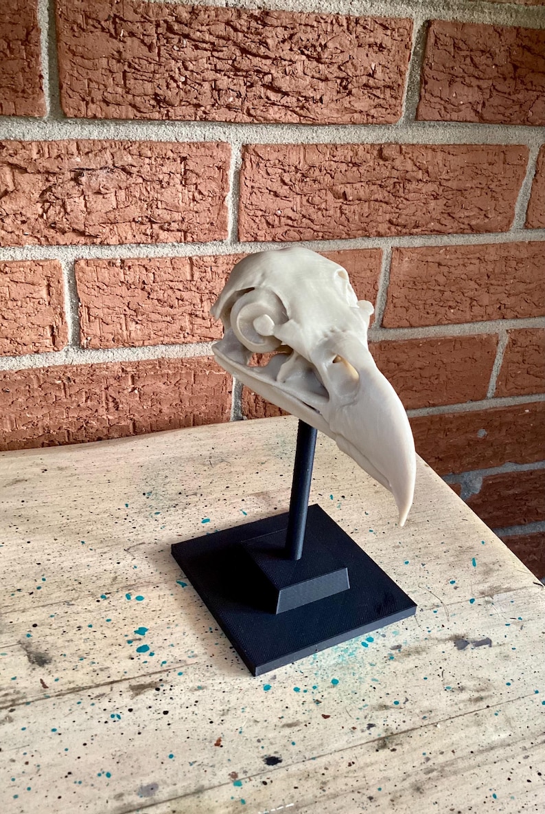 May include: A cream-colored bird skull replica mounted on a black vertical rod and a square black base. The skull features a prominent curved beak, hollow eye sockets, and intricate bone structures, displayed as a static anatomical model.