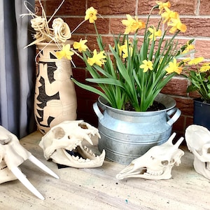 May include: A collection of four off-white animal skull replicas arranged on a surface. The set includes a tusked skull, a predatory feline skull with an open jaw, a long-snouted herbivore skull, and a primate skull, displayed near potted flowers.