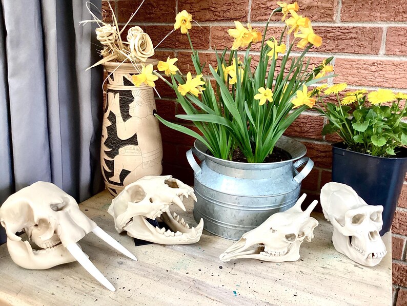 May include: A collection of four off-white animal skull replicas arranged on a surface. The set includes a tusked skull, a predatory feline skull with an open jaw, a long-snouted herbivore skull, and a primate skull, displayed near potted flowers.