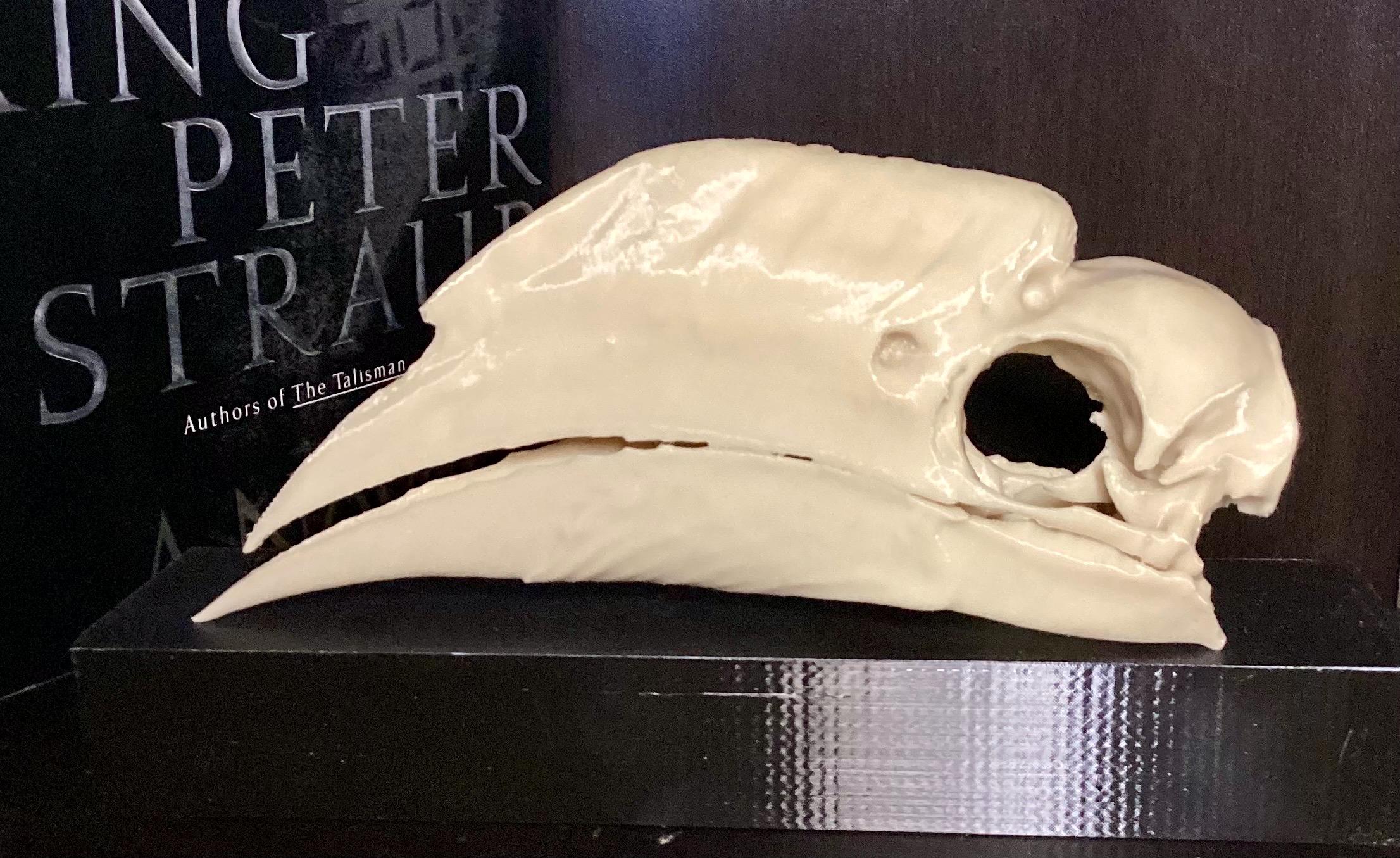 サイチョウの頭蓋骨レプリカ：ディスプレイベース付き野生動物装飾品